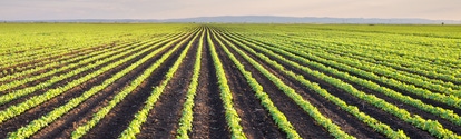 Soybean Field Rows in spring