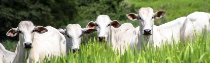 Bois ao fundo com pasto verde na frente BASF Brasil