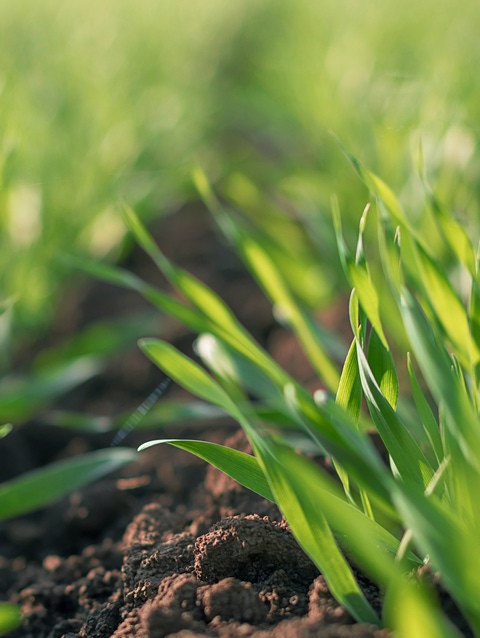 Carbon Field Trials banner