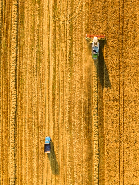 Harvester machine working in field. Combine harvester agriculture machine harvesting golden ripe wheat field. 