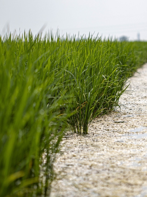 Carbon Field Trials banner