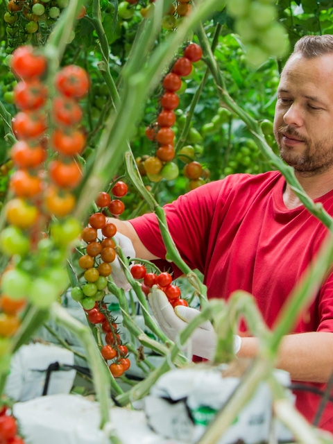 A man inspecting tomatoes growing in a greenhouse.