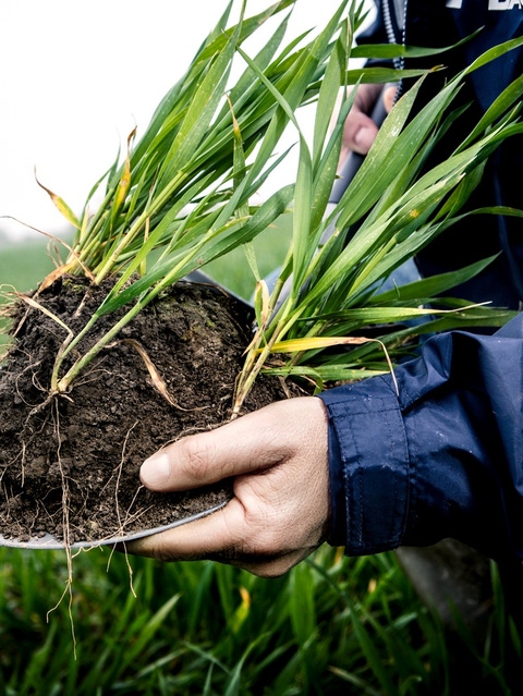 Farmer shows soil in which grain grows