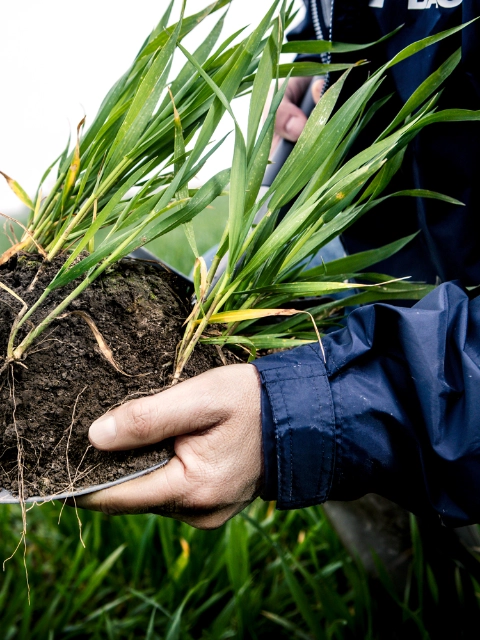 Farmer shows soil in which grain grows