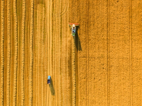 Harvester machine working in field. Combine harvester agriculture machine harvesting golden ripe wheat field. Harvester machine working in field. Combine harvester agriculture machine harvesting golden ripe wheat field.