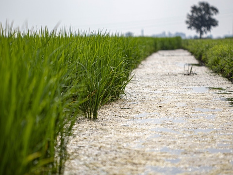 Carbon Field Trials banner