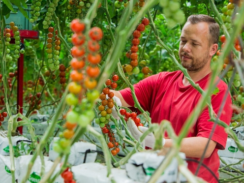 A man inspecting tomatoes growing in a greenhouse. A man inspecting tomatoes growing in a greenhouse.