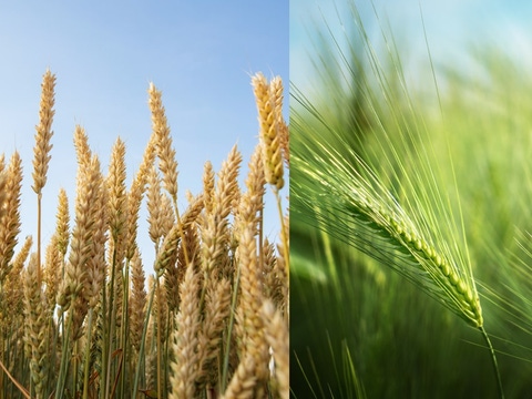 AR-Trigo-Cebada AR-Trigo-Cebada