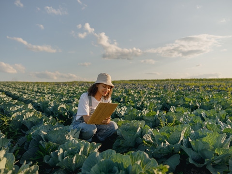Female agronomist making notes on a cabbage field Female agronomist making notes on a cabbage field
