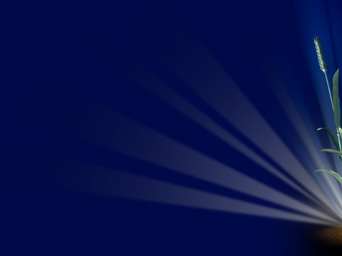 An illustration of wheat surrounded by beams of light against a blue background.