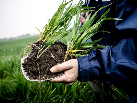 Farmer shows soil in which grain grows