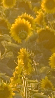 Cultivo de girasol amarillo BASF Argentina