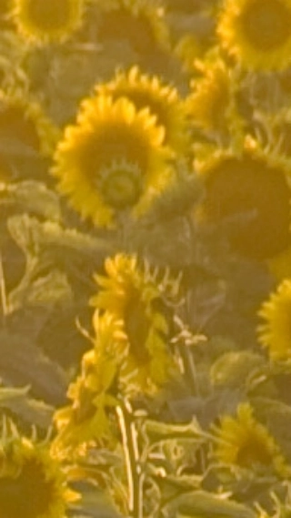 Cultivo de girasol amarillo BASF Argentina