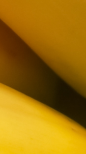 Imagen descriptiva de banano o platáno Imagen descriptiva de banano o platáno