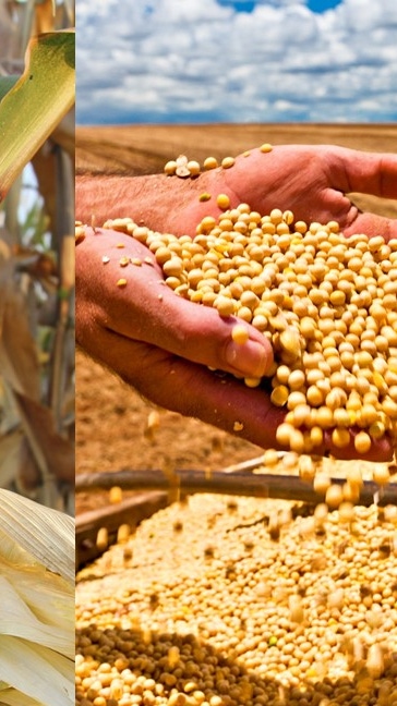 AR-maiz-soja AR-maiz-soja