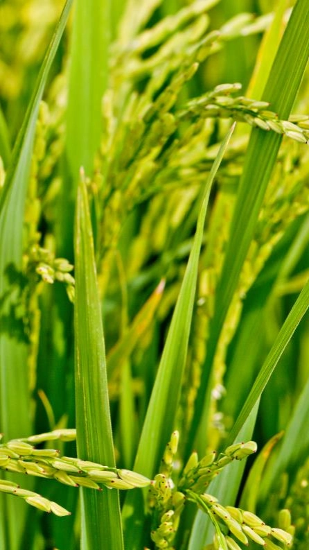 Plantación de arroz