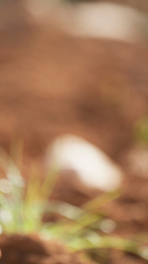 Man holding soil, close-up of hand
