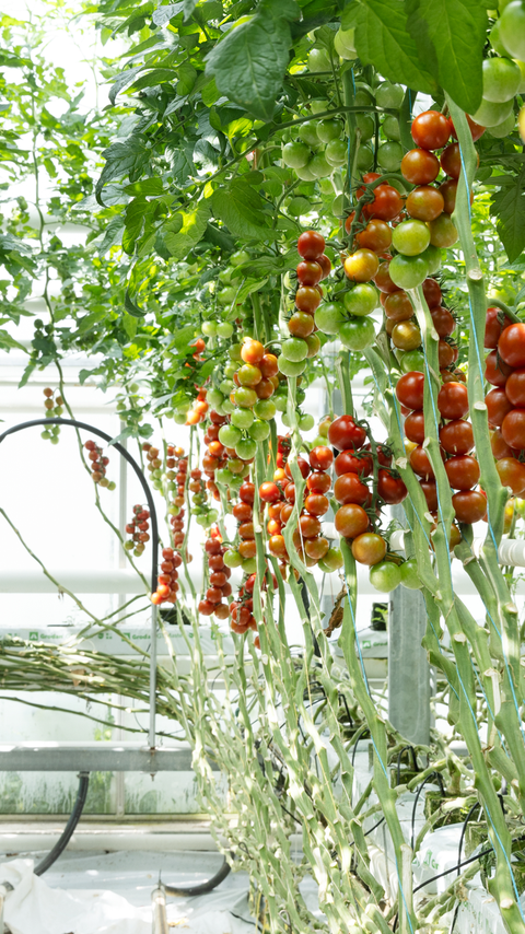 Tomatoes in a greenhouse
