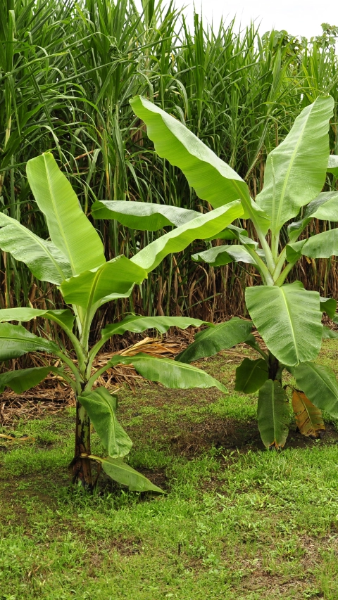 Cultivo de Banano BASF Colombia