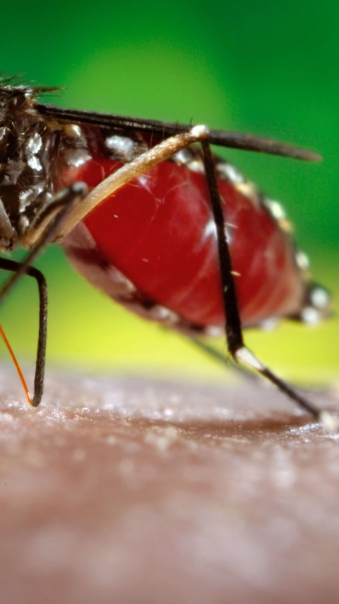 2006
Prof. Frank Hadley Collins, Dir., Cntr. for Global Health and Infectious Diseases, Univ. of Notre Dame

This 2006 photograph depicted a female <i>Aedes aegypti</i> mosquito while she was in the process of acquiring a blood meal from her human host, who in this instance, was actually the biomedical photographer, James Gathany, here at the Centers for Disease Control.  Youll note the feeding apparatus consisting of a sharp, orange-colored fascicle, which while not feeding, is covered in a soft, pliant sheath called the "labellum, which retracts as the sharp stylets contained within pierce the host's skin surface, as the insect obtains its blood meal. The orange color of the fascicle is due to the red color of the blood as it migrates up the thin, sharp translucent tube.

The first reported epidemics of Dengue (DF) and dengue hemorrhagic fever (DHF) occurred in 1779-1780 in Asia, Africa, and North America.  The near simultaneous occurrence of outbreaks on three continents indicates that these viruses and their mosquito vector have had a worldwide distribution in the tropics for more than 200 years. During most of this time, DF was considered a mild, nonfatal disease of visitors to the tropics. Generally, there were long intervals (10-40 years) between major epidemics, mainly because the introduction of a new serotype in a susceptible population occurred only if viruses and their mosquito vector, primarily the <i>Aedes aegypti</i> mosquito, could survive the slow transport between population centers by sailing vessels.