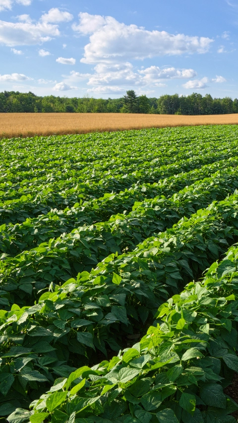 Campo de granja extenso cultivando papas y trigo