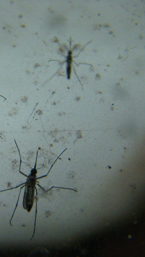 Insectos sobre fondo blanco BASF Brasil