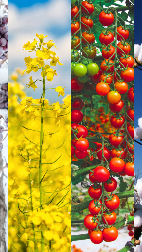Image collage of grapes, oilseed rape, tomatoes, and cotton