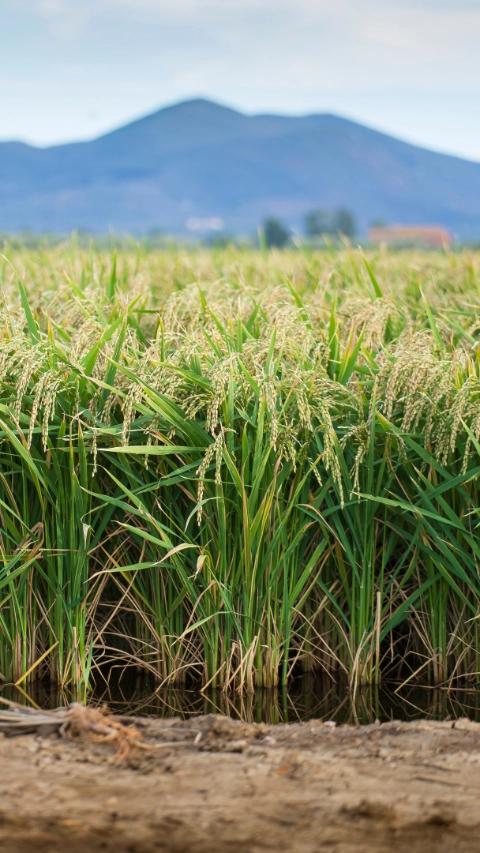 Green rice plants growing in the water, flooded rice field in summer with hills in the background. Tuscany, Italy.; Shutterstock ID 1809915661; purchase_order: PO Number: 1086744798; job: Johanna Schmitz; client: APE/K; other: 20782279