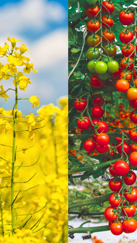 Image collage of grapes, oilseed rape, tomatoes, and cotton