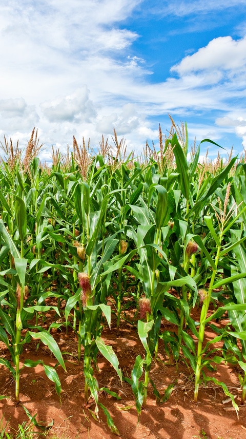 AR-cultivo-maiz (1) AR-cultivo-maiz (1)