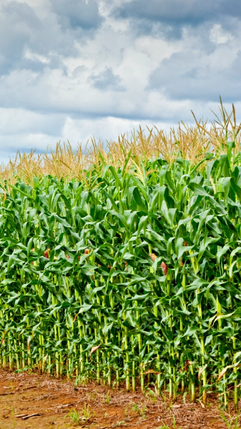 Fotografía del cultivo de maíz en Mexico