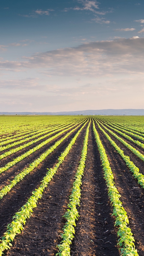 Soybean Field Rows in spring