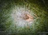 Peach aphid (Myzus persicae) treated with Velifer®.