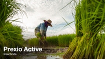 Farmer in the rice field