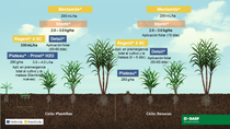 Ilustracion decultivo de caña de azúcas BASF Mexico Ilustracion decultivo de caña de azúcas BASF Mexico