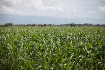 Cultivo de maiz BASF Colombia Cultivo de maiz BASF Colombia