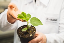 adapzo-soybean-basf