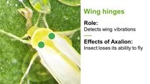 A chart that labels chordotonal organs on microscopic images of an insect and explains the effects of Axalion® insecticide.