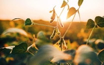 Two farmers standing in soybean field