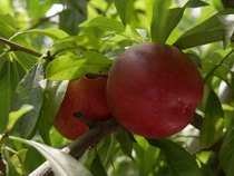 Imagen del cultivo de durazno en Chile