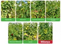 Tratamento de tomates - Mibelya - Plantações