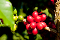 Fruta de café en el arbol BASF Colombia Fruta de café en el arbol BASF Colombia