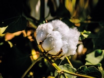 A picture of a cotton crop