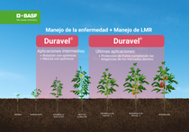 Fenograma del cultivo de tomate para Colombia con el producto Duravel®. Fenograma del cultivo de tomate para Colombia con el producto Duravel®.