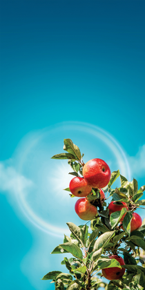Red apples
