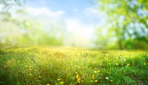 Beautiful meadow field with fresh grass and yellow dandelion flowers in nature against a blurry blue sky with clouds. Summer spring perfect natural landscape.; Shutterstock ID 1705525927; purchase_order:1086744798; job:Roman Bossong; client:E-APE/NDE ; other:21268877 Beautiful meadow field with fresh grass and yellow dandelion flowers in nature against a blurry blue sky with clouds. Summer spring perfect natural landscape.; Shutterstock ID 1705525927; purchase_order:1086744798; job:Roman Bossong; client:E-APE/NDE ; other:21268877