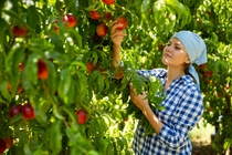 Woman farmer in apple orchard