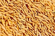Fotografia del arroz