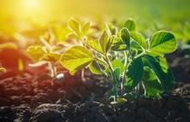 Glycine max, soybean, soya bean sprout growing soybeans on an industrial scale. Products for vegetarians. Agricultural soy plantation on sunny day. An untreated field with weeds.; Shutterstock ID 1323234260; purchase_order:1086744798; job:Annegret Liebscht; client:APB/KS; other:20782208 Glycine max, soybean, soya bean sprout growing soybeans on an industrial scale. Products for vegetarians. Agricultural soy plantation on sunny day. An untreated field with weeds.; Shutterstock ID 1323234260; purchase_order:1086744798; job:Annegret Liebscht; client:APB/KS; other:20782208