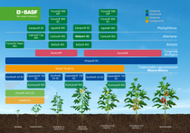 Fenograma del cultivo de tomate con productos de BASF Colombia Fenograma del cultivo de tomate con productos de BASF Colombia
